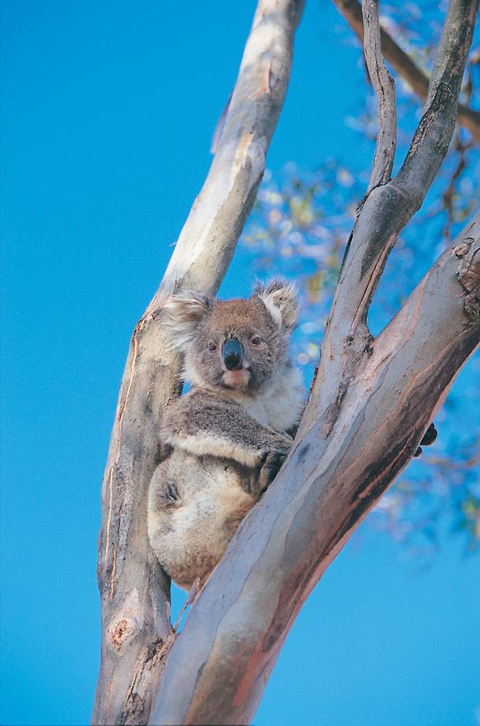 Resident Koala - GALLERY.jpg